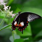 Common Mormon (Papilio polytes) 001