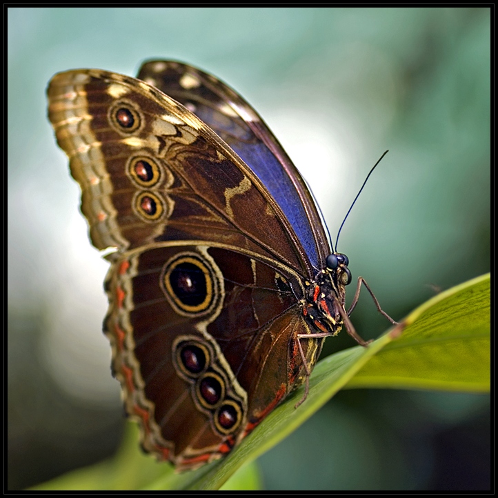 COMMON MORPHO [Morpho peleides]