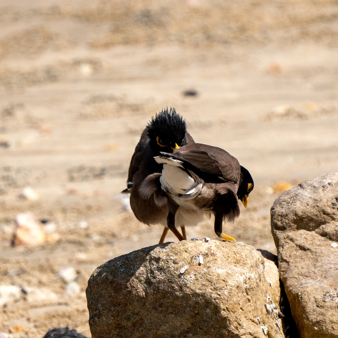 Common myna 