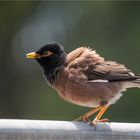 Common myna