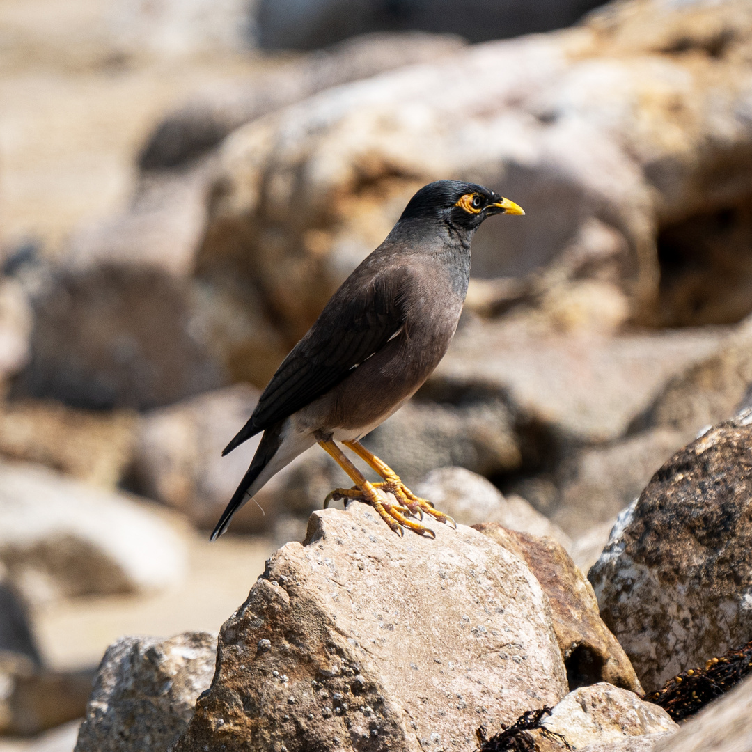 Common myna 