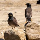 Common myna 