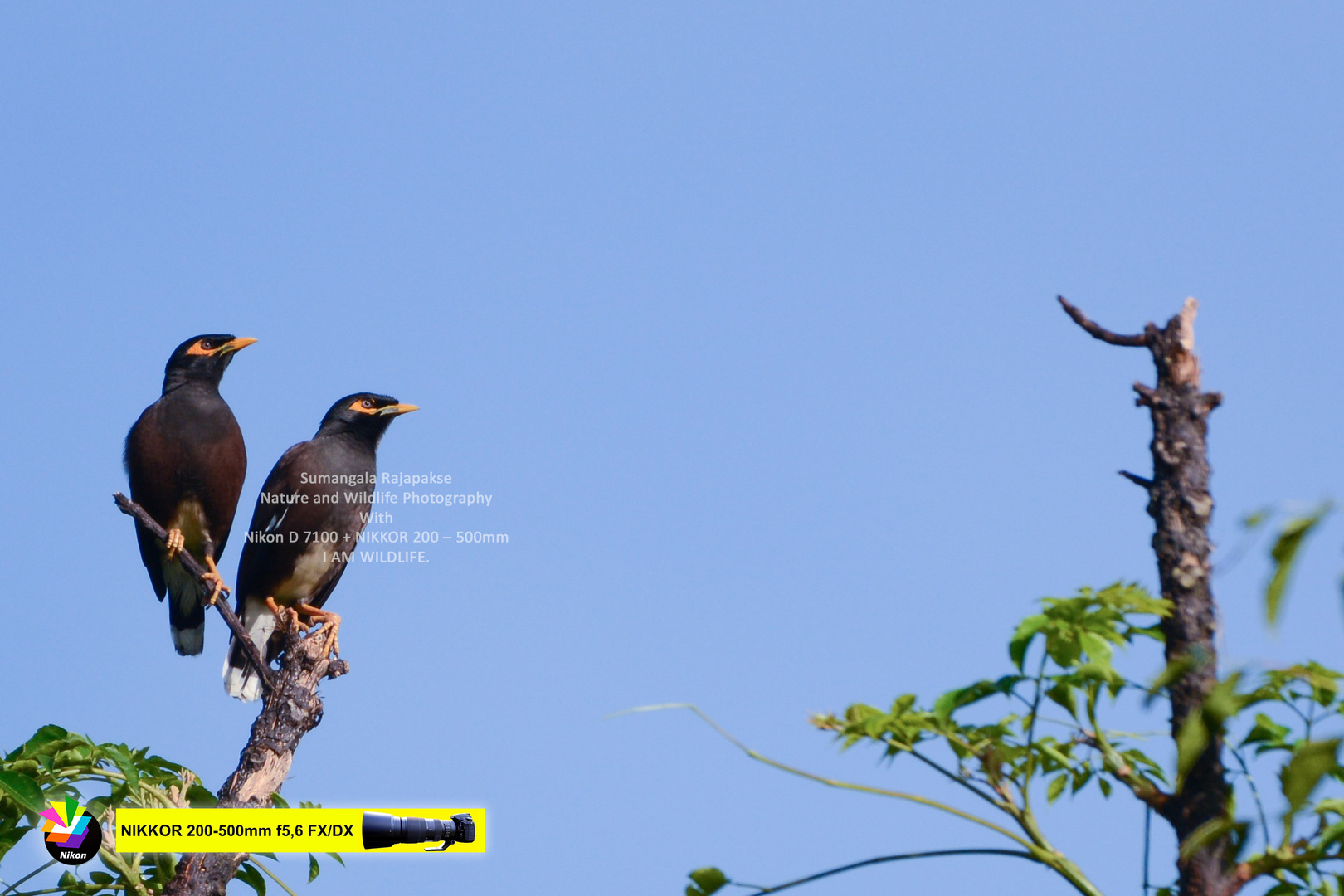 Common Myna ( Acridotheres tristis).