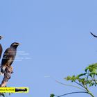 Common Myna ( Acridotheres tristis).