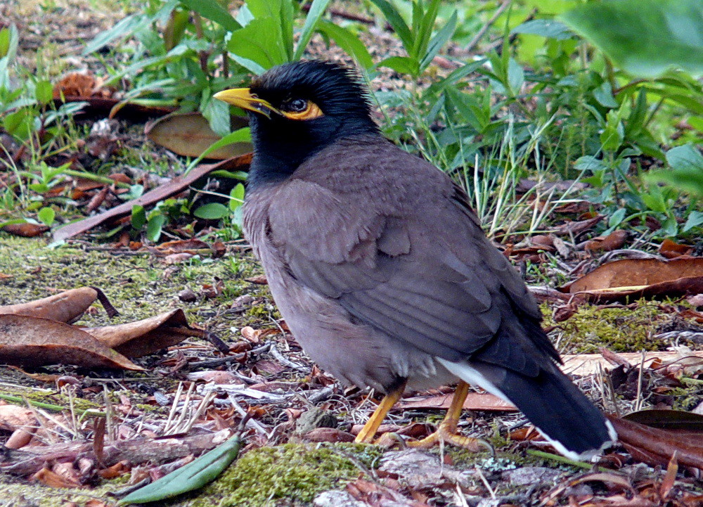 Common Myna