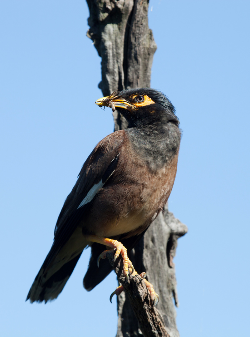 Common Myna, Hirtenstar