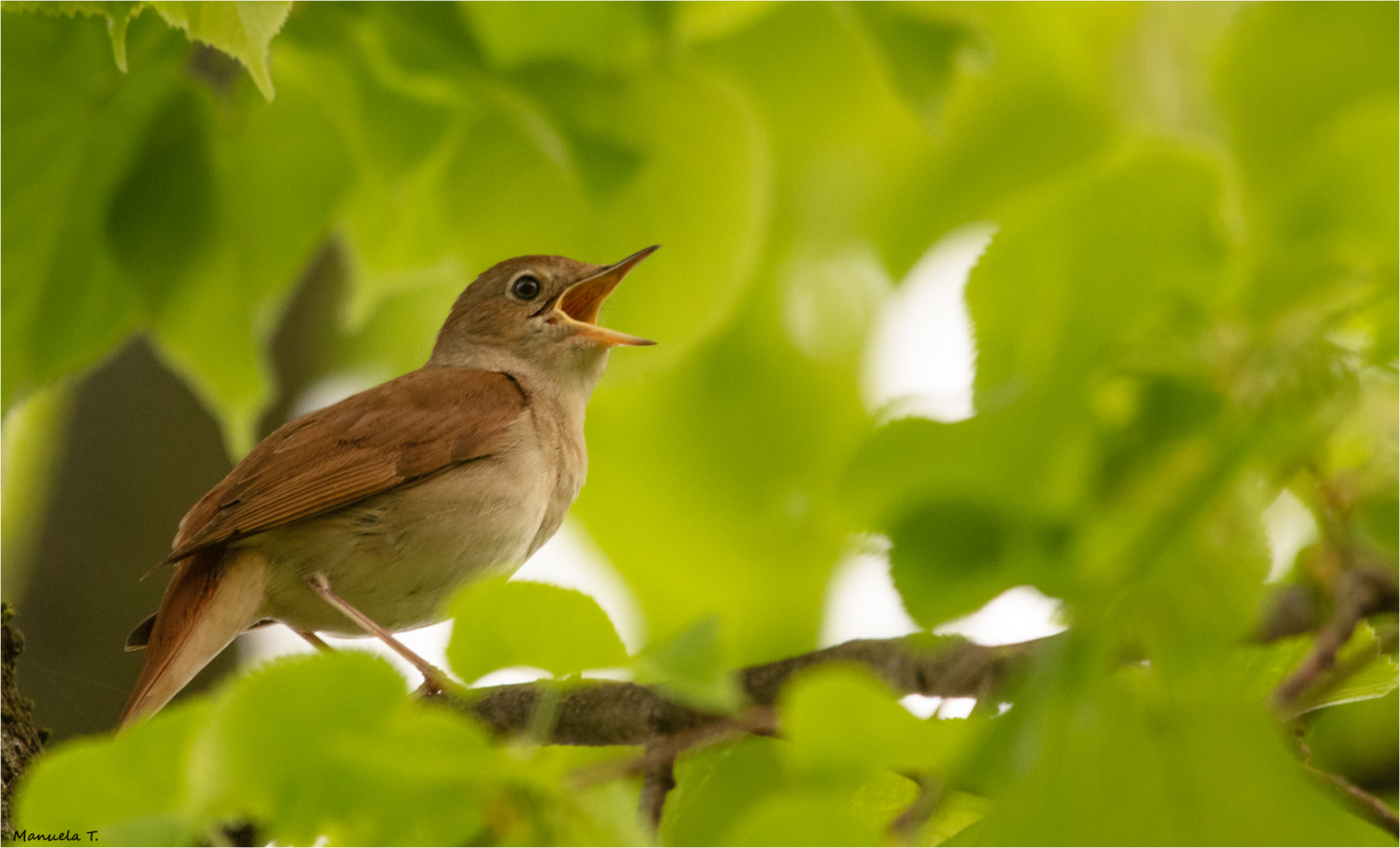 Common nightingale