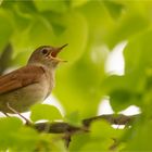 Common nightingale