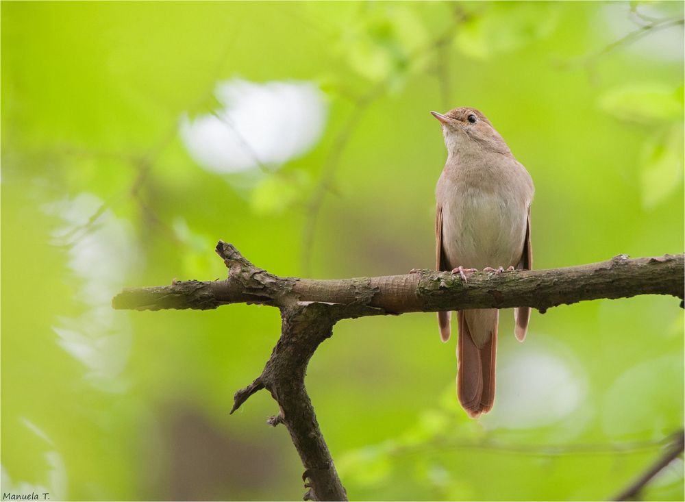 Common nightingale