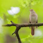 Common nightingale