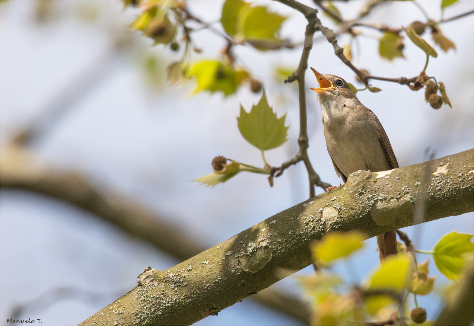 Common nightingale