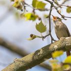 Common nightingale