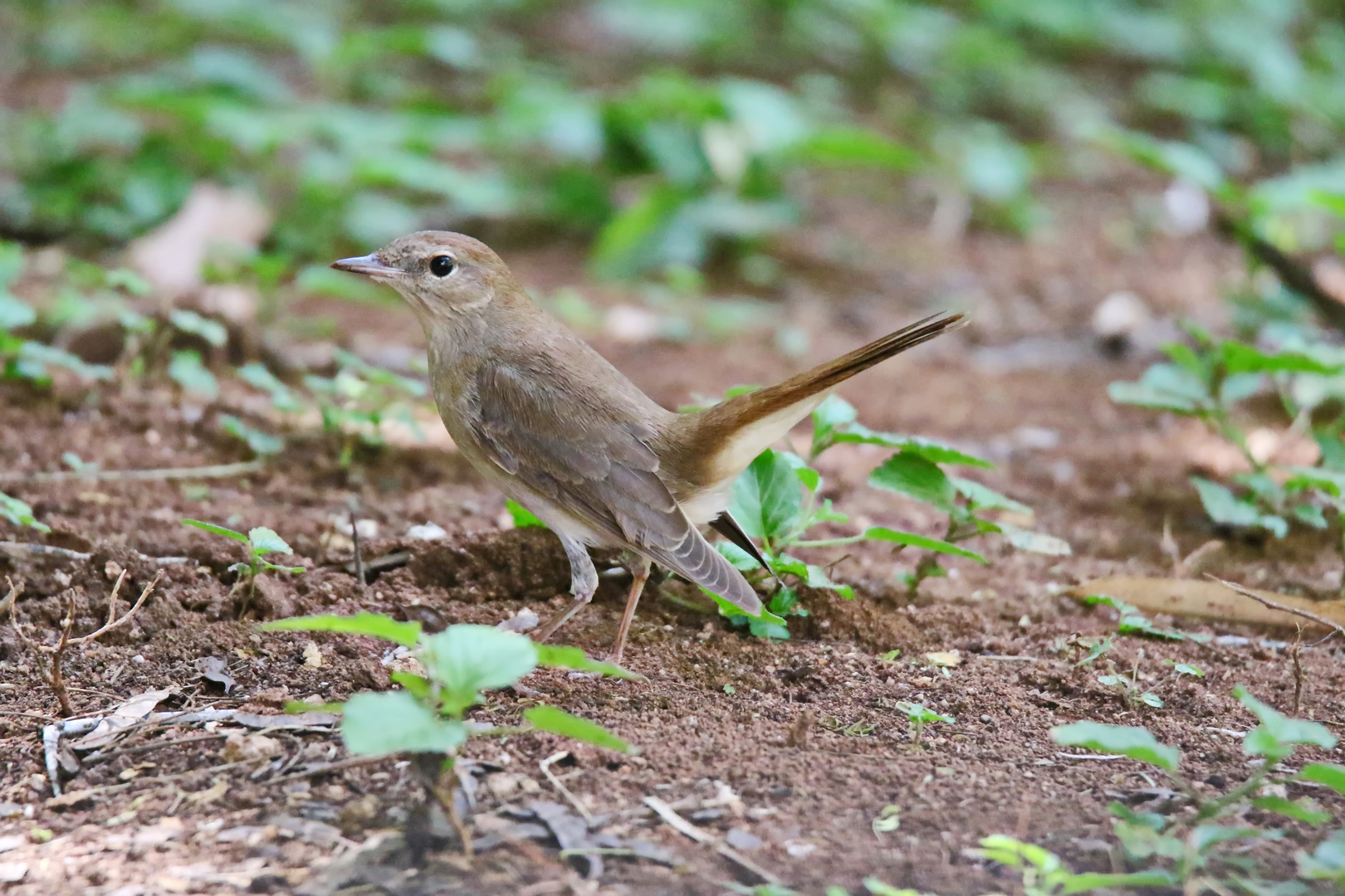 Common Nightingale (golzii)