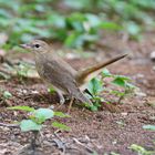 Common Nightingale (golzii)