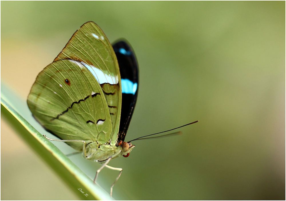 Common olivewing