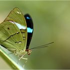 Common olivewing