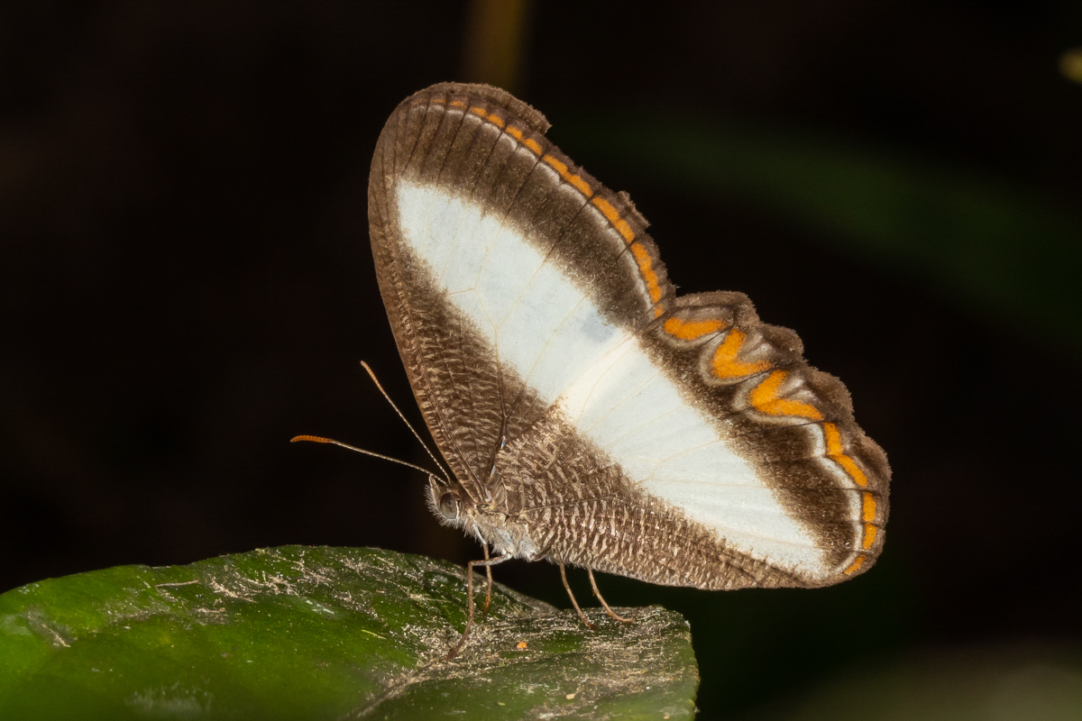 Common Oressinoma (Oressinoma typhla)