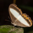 Common Oressinoma (Oressinoma typhla)
