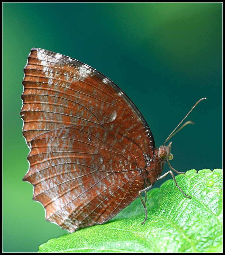 Common Palmfly