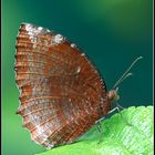 Common Palmfly