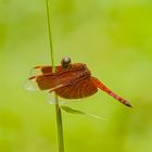 Common Parasol