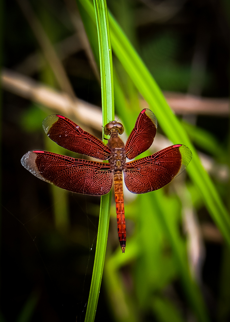 Common Parasol