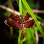 Common Parasol