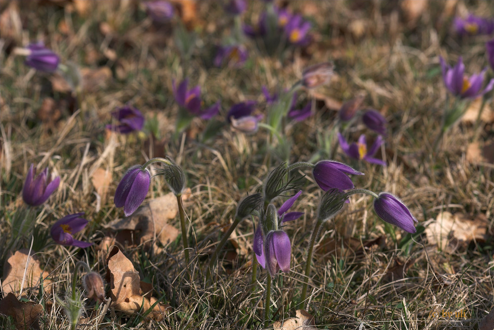 common pasque flowers!