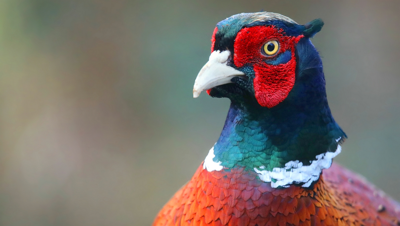 Common Pheasant