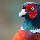 Common Pheasant