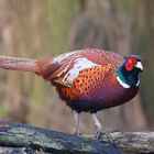 Common Pheasant