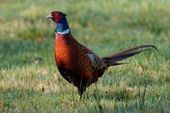 Common Pheasant