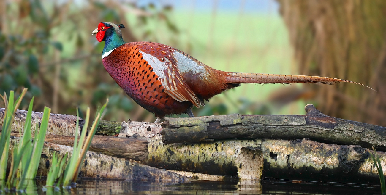 Common Pheasant