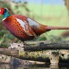 Common Pheasant