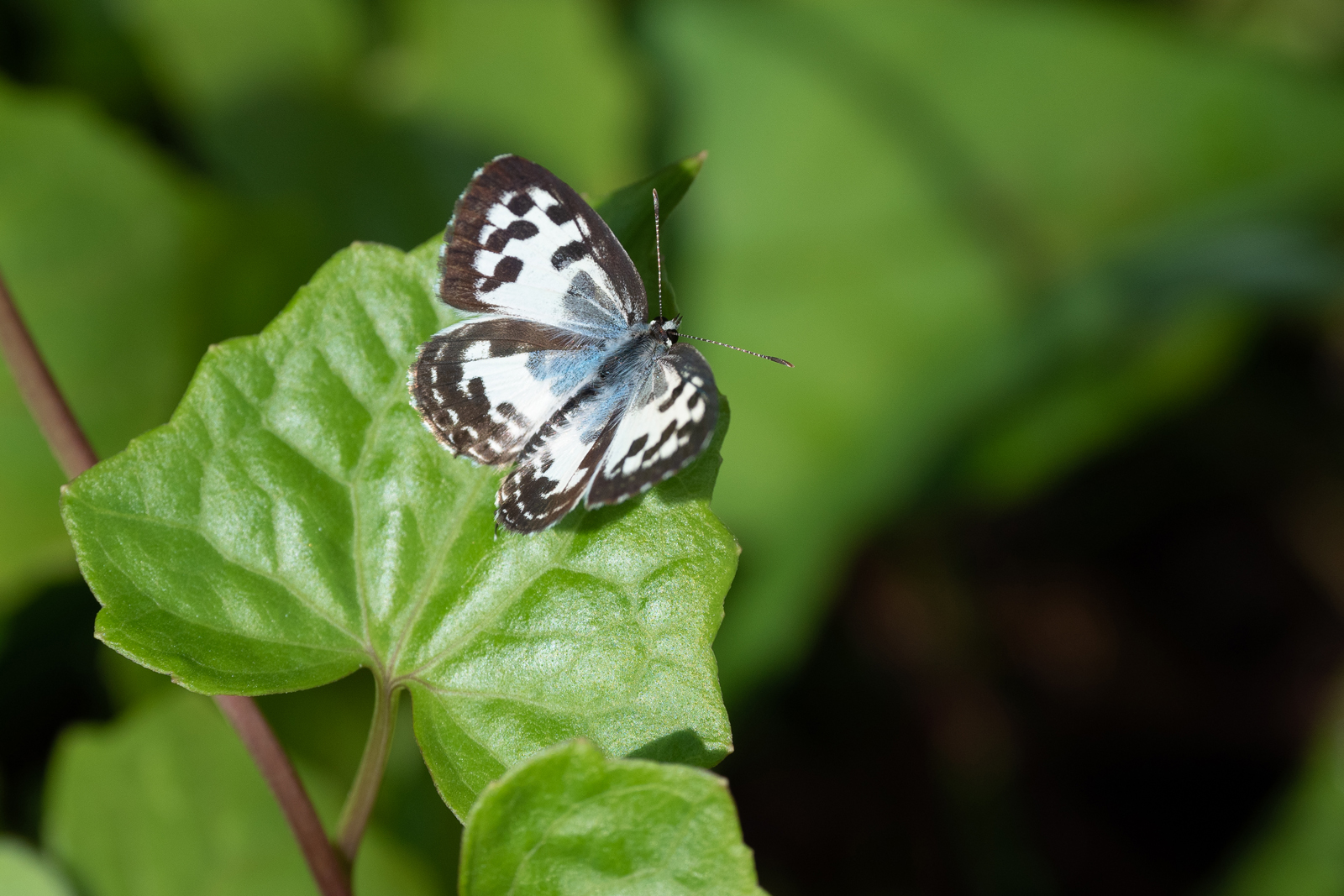 Common Pierrot 2