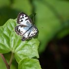 Common Pierrot 2