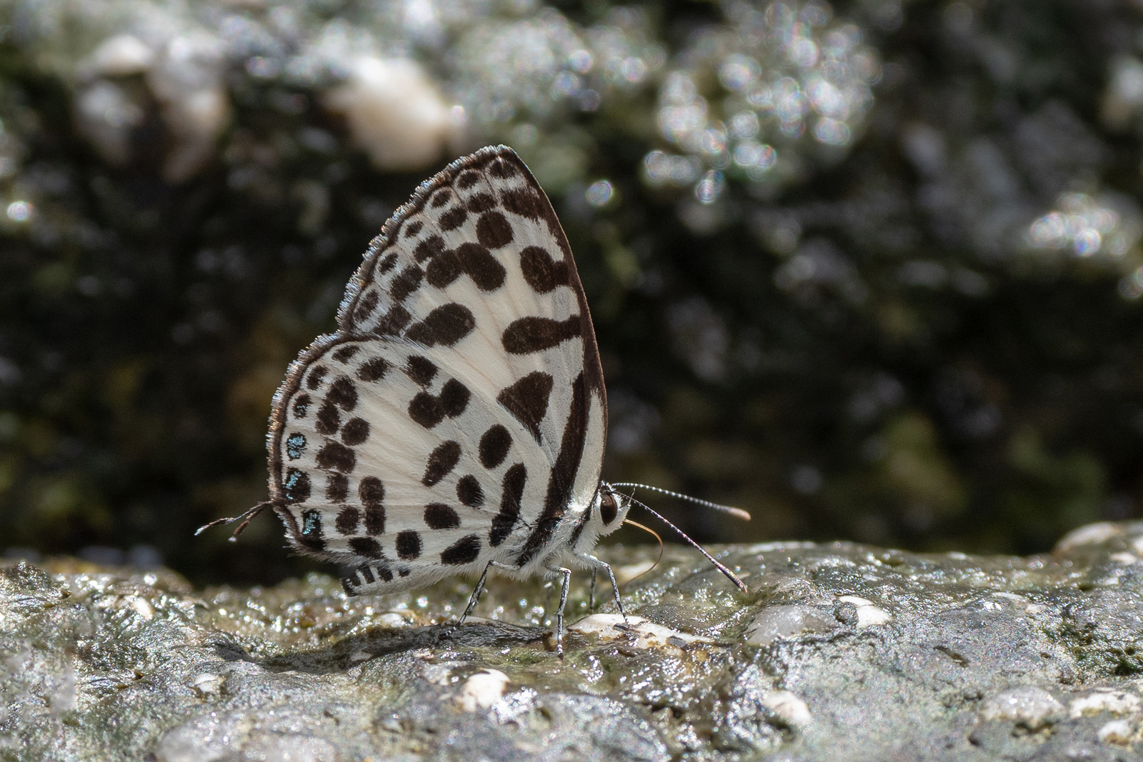 Common Pierrot