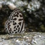 Common Pierrot