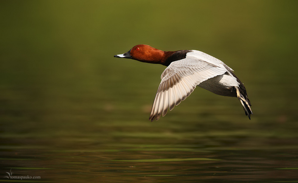 Common Pochard (Aythya ferina)