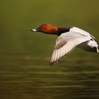 Common Pochard (Aythya ferina)