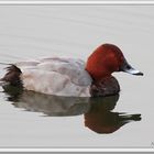 Common pochard on the river