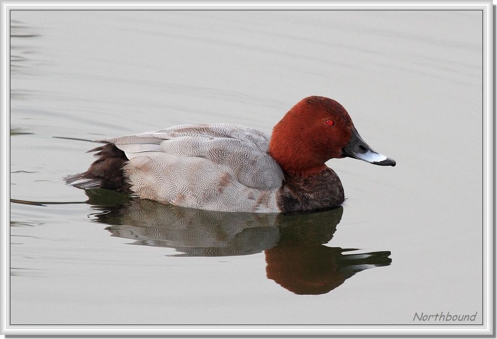 Common pochard on the river