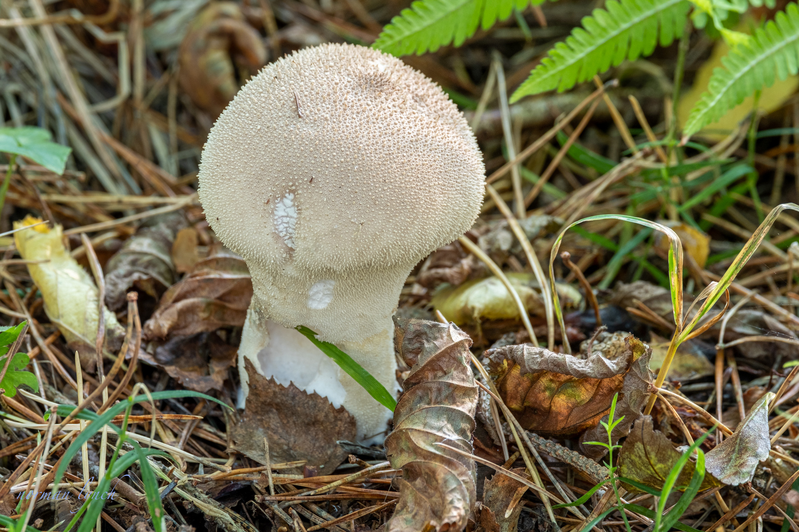  Common Puffball