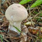  Common Puffball