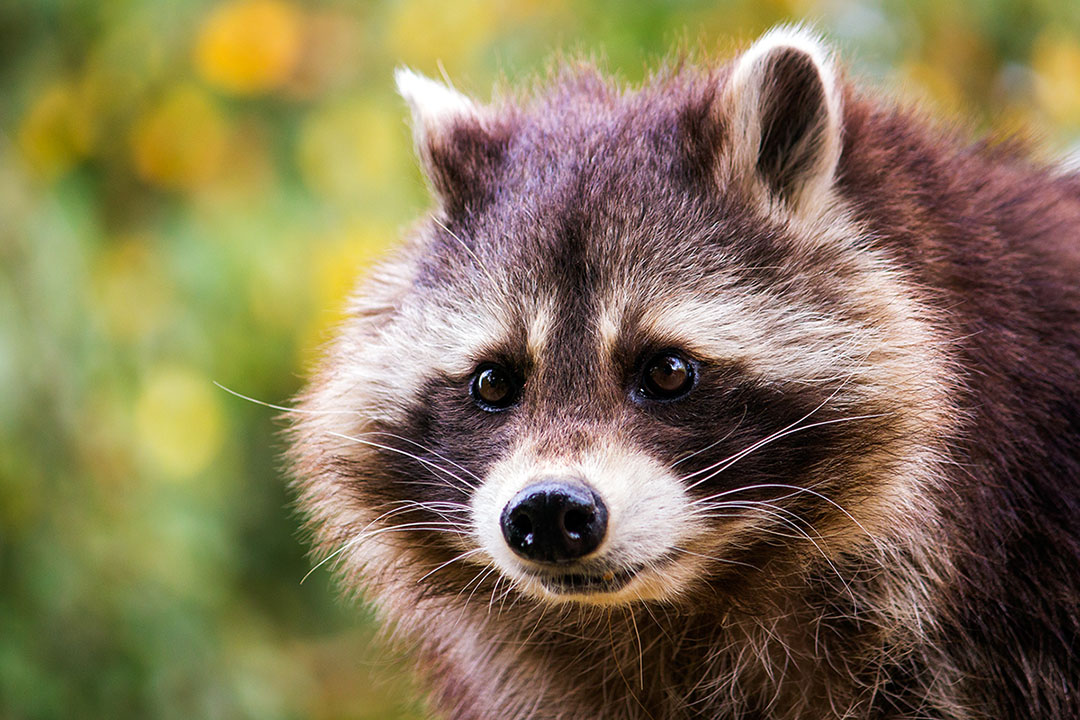 Common raccoon