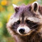 Common raccoon