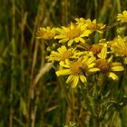 Common Ragwort