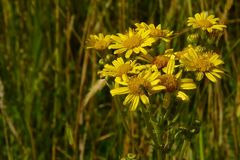 Common Ragwort