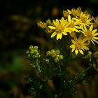 Common Ragwort