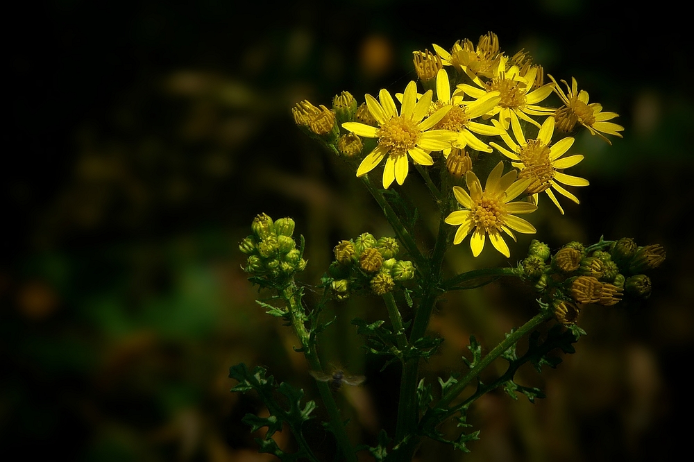 Common Ragwort